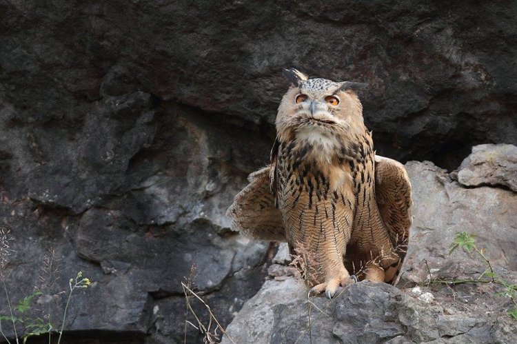Любительские и профессиональные фотографии Сов (выпуск 2)