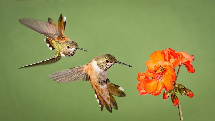 Колибри из бисера — Вышивка крестиком