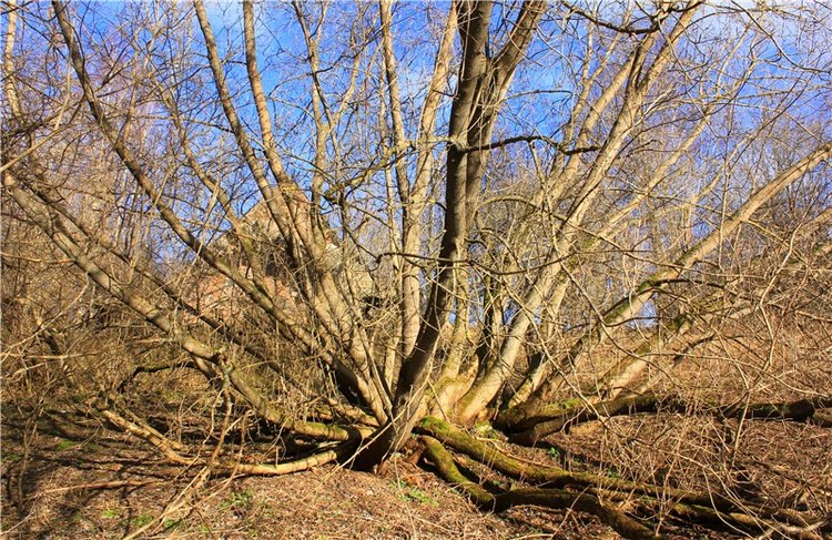 Тверской "Луксор" — Куклы Meadow dolls (Медовушки): BJD (БЖД)