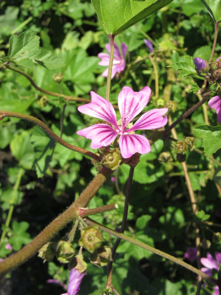 До пандемии. Путешествие по Италии, часть 7 (Рим)