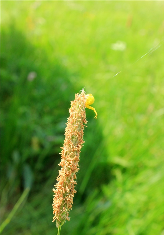 Весенняя Фея. Kyrra Fair Meadow doll | Бэйбики Весенняя Фея. Kyrra Fair Meadow doll