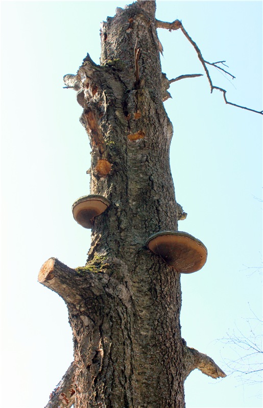 Савватьева Пустынь, Тверская область