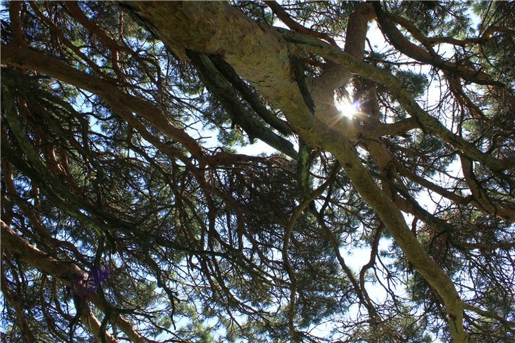 Иванишинская сосна — Культура
