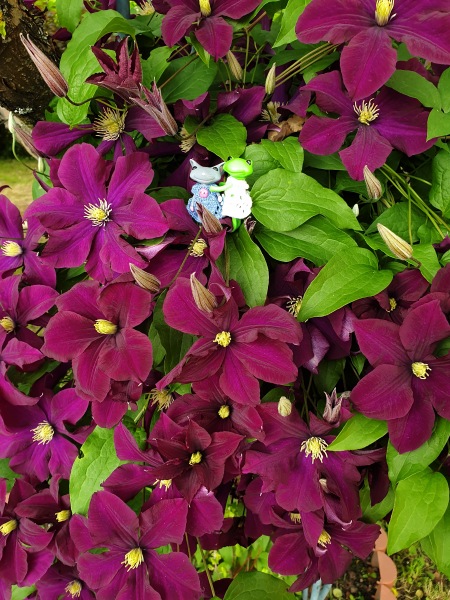 Лягушонок превращается в... мышонка