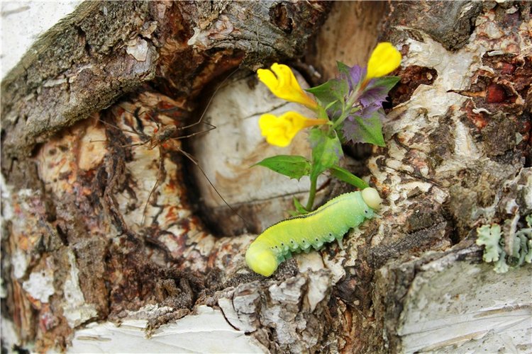 Августовское путешествие в "Сад Камней" | Бэйбики Августовское путешествие в "Сад Камней"