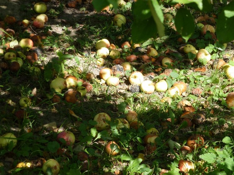 Отдых в деревне с Джой — Туризм и путешествия: фотоотчеты из поездок