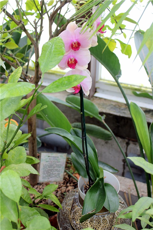 Тверской Ботанический Сад, продолжение | Бэйбики Тверской Ботанический Сад, продолжение