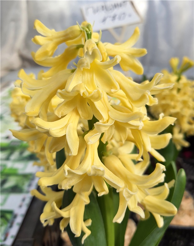 Выставка тюльпанов в Твери