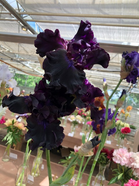 Тони Старк: приключения без брони. И снова Аптекарский огород | Бэйбики Тони Старк: приключения без брони. И снова Аптекарский огород