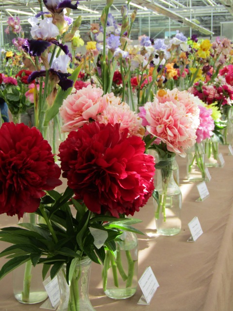 Тони Старк: приключения без брони. И снова Аптекарский огород | Бэйбики Тони Старк: приключения без брони. И снова Аптекарский огород