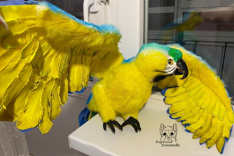 Попугай Ара. Желто-голубой