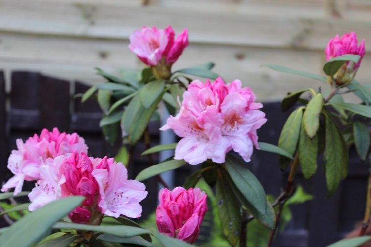 Sonja гуляет в саду. Коллекционная кукла от Helen Kish (фото 3)