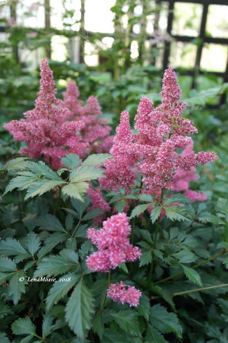 Мои куклы Kidz'n'Cats. Валентина (Мирель) 2017