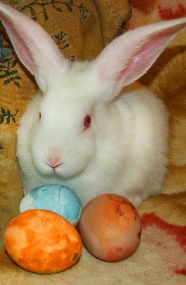 История Алиски 2 - Пасхальная, с белыми кроликами) | Бэйбики История Алиски 2 - Пасхальная, с белыми кроликами) (фото 4)