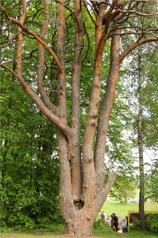 "Троицкие гуляния" в Василёво, 2017 год, продолжение. Архитектурно-этнографический музей под открытым небом "Василёво"