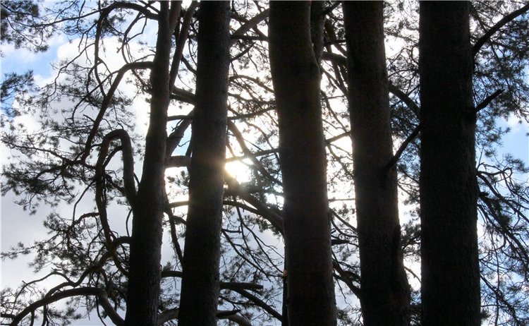 Тверской "Луксор" — Куклы Meadow dolls (Медовушки): BJD (БЖД)