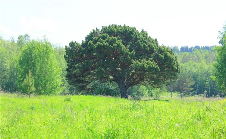 Иванишинская сосна — Культура (фото 2)
