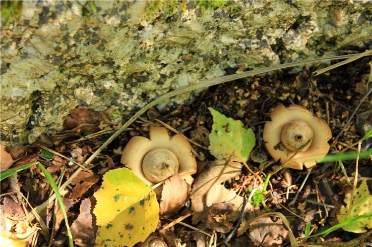 Августовское путешествие в "Сад Камней" | Бэйбики Августовское путешествие в "Сад Камней"