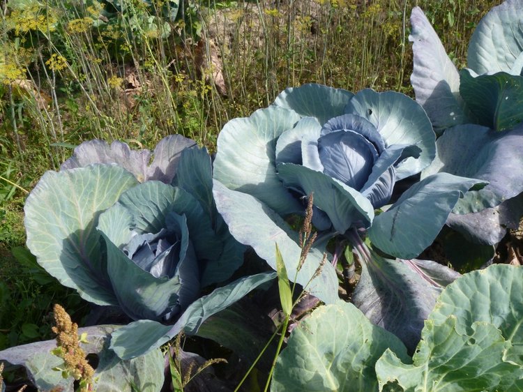 Отдых в деревне с Джой — Туризм и путешествия: фотоотчеты из поездок