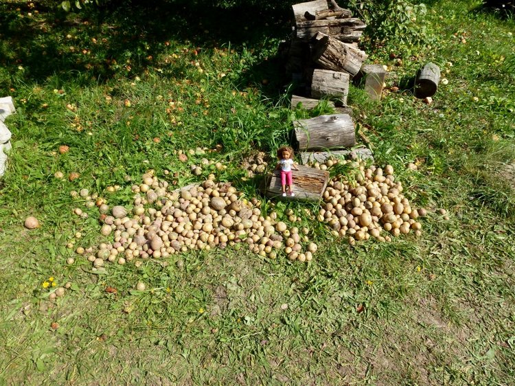 Отдых в деревне с Джой — Туризм и путешествия: фотоотчеты из поездок