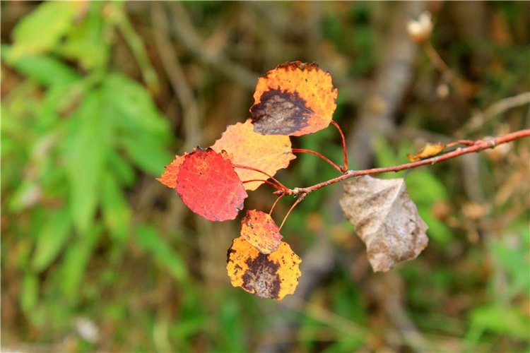 "Бабье Лето" на Водопаде, продолжение