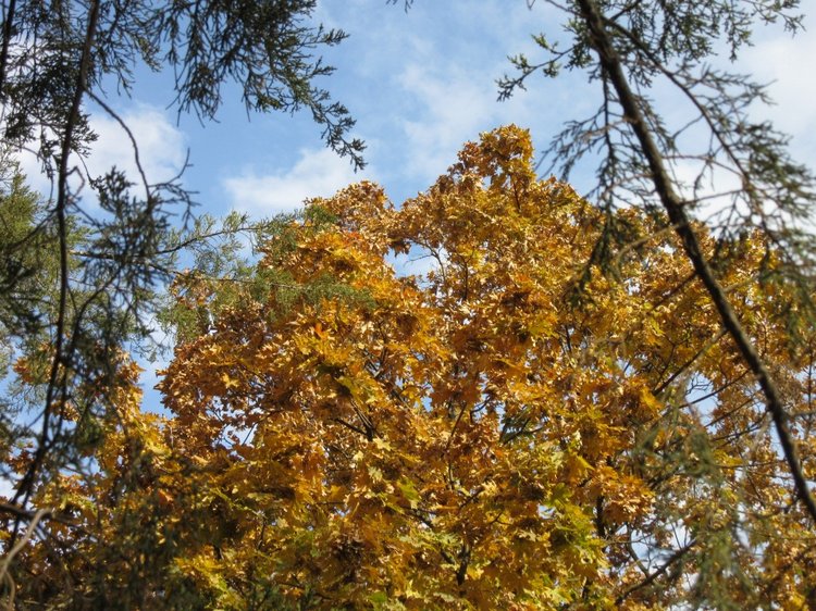 Осенняя пора в Ростове-на-Дону