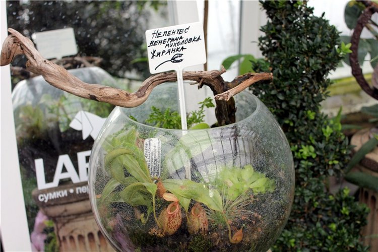 Тверской Ботанический Сад, продолжение | Бэйбики Тверской Ботанический Сад, продолжение