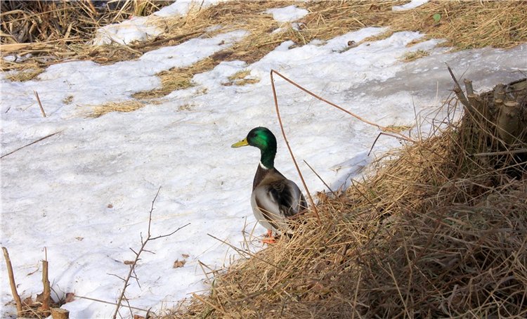 Выставка тюльпанов в Твери, продолжение (фото 9)