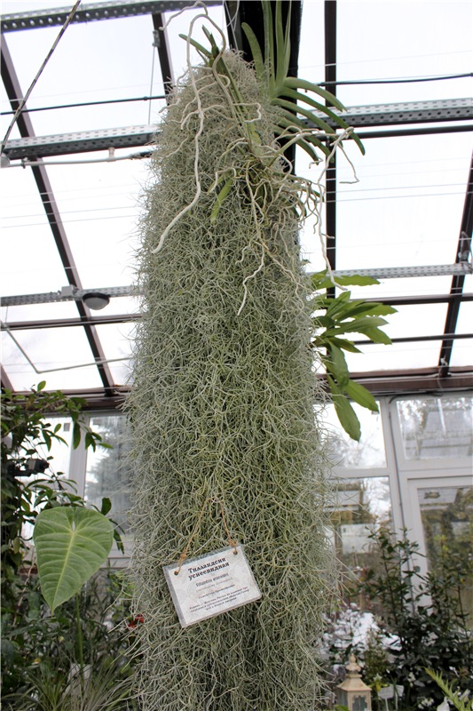 Тверской Ботанический Сад, продолжение | Бэйбики Тверской Ботанический Сад, продолжение