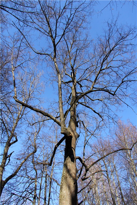 Апрельский день в Василёво, заключительная часть