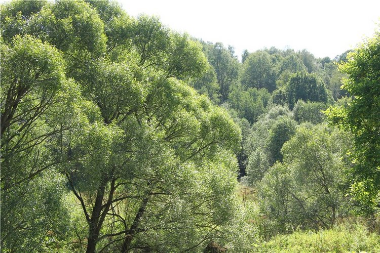 Старицкая Швейцария. Путешествие Мии. Minifee Miyu FairlyLand | Бэйбики Старицкая Швейцария. Путешествие Мии. Minifee Miyu FairlyLand