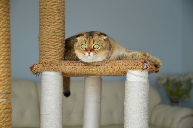 Кошачье, внучачье, одним словом мимимишное