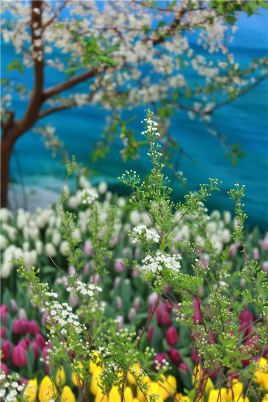 Тюльпановый Рай, продолжение. Выставка тюльпанов в Твери. Mini Layla elf Sunkissed skin от Kaye Wiggs