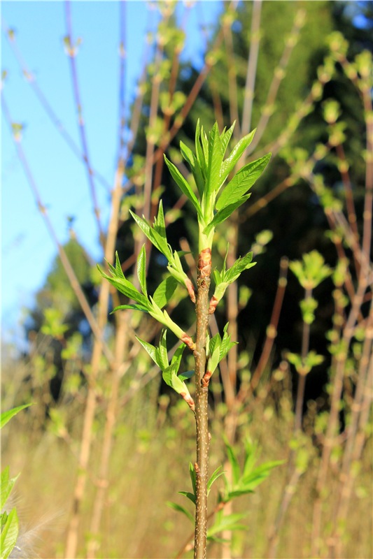 Джиджи на Орше. BJD Gigi от Meadow Dolls