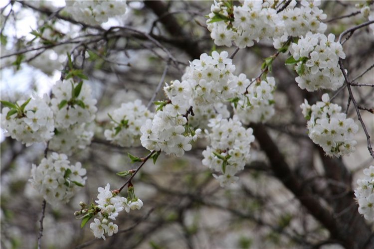 Один раз в год сады цветут
