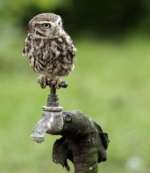 Любительские и профессиональные фотографии Сов (выпуск 2)