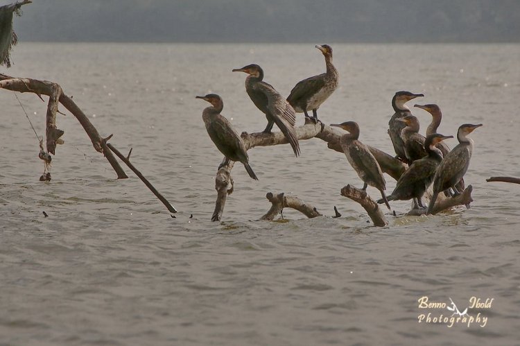 Любителям природы - профессиональные фотографии (выпуск 4) (фото 2)
