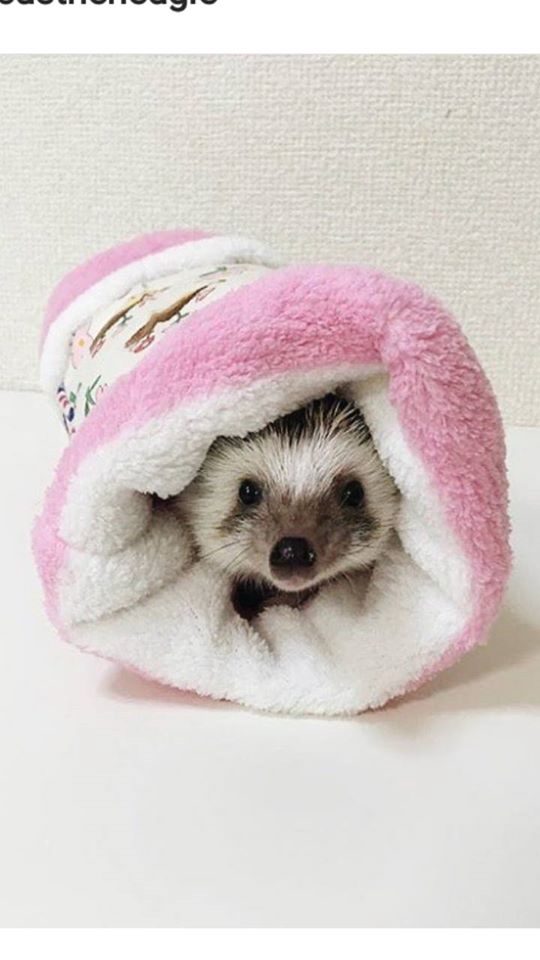 Любительские фотографии Ежей (выпуск 1) | Бэйбики Любительские фотографии Ежей (выпуск 1)