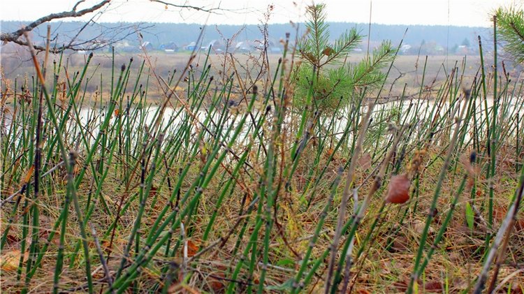 Гришутка — Винтажные куклы ГДР (Немки): Бигги