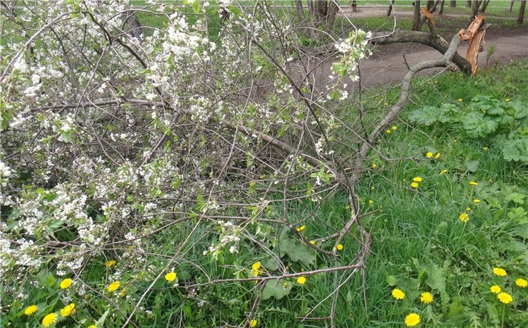 Просто Весна — Красивая природа и цветы: фото пейзажей