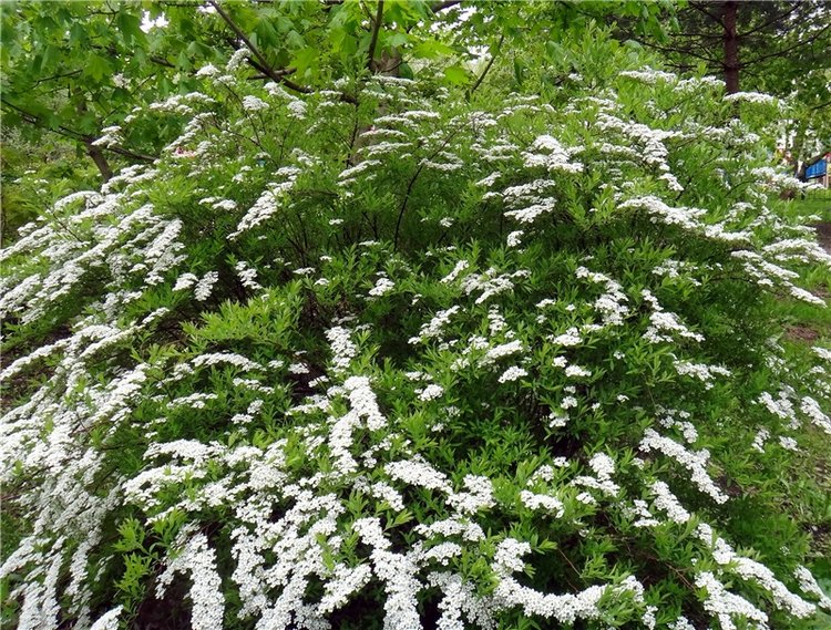 Просто Весна — Красивая природа и цветы: фото пейзажей