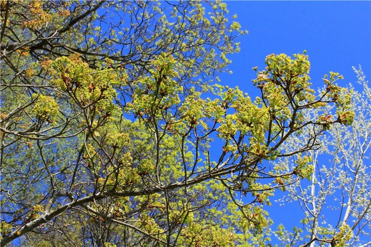 Путешествие Софи в Старицу, продолжение. Lati HoneyBee New Mystic Sophie