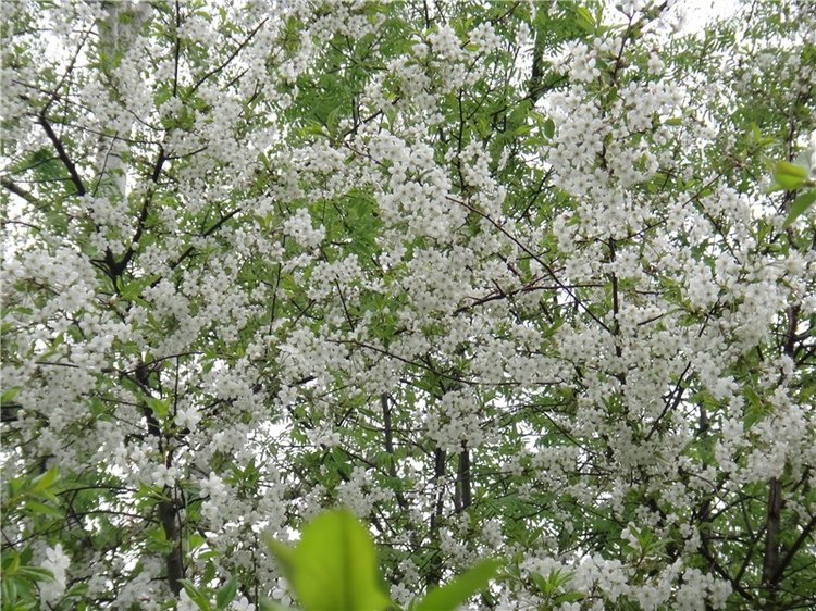 Просто Весна — Красивая природа и цветы: фото пейзажей