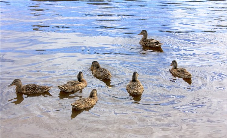 Июльское путешествие в Старицу