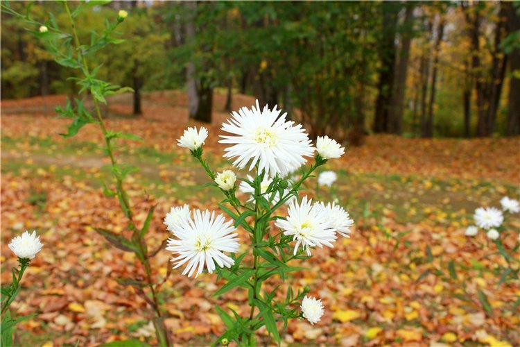 Золотая Осень в Берново с Имани. Mini Imani от Kaye Wiggs