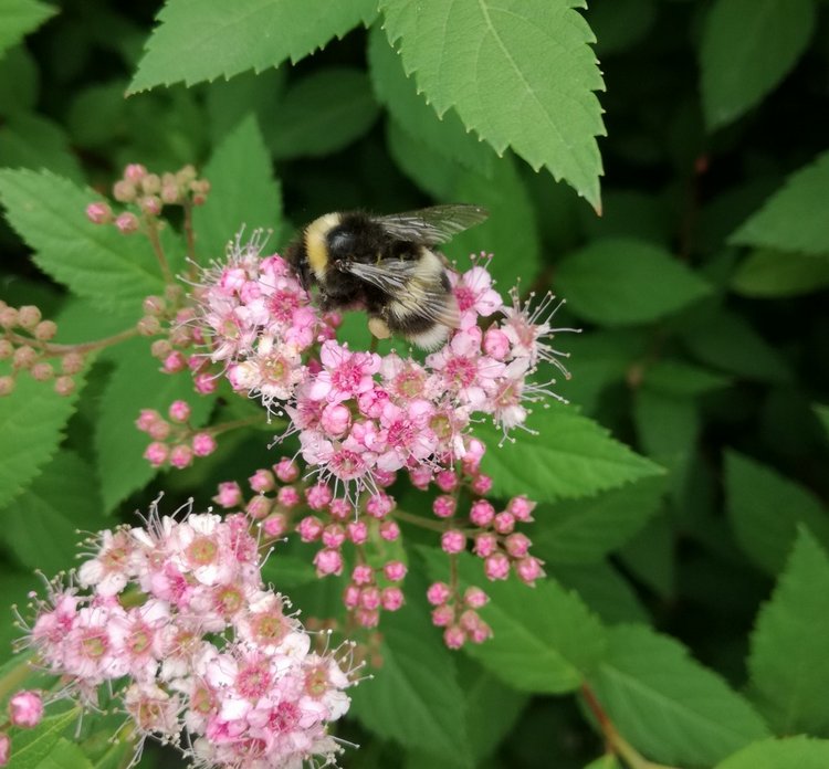 Подружки Райли — Куклы Helen Kish (Хелен Киш): Riley (Райли)