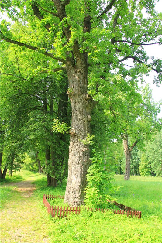 Путешествие Виолы в Усадьбу Знаменское-Раёк