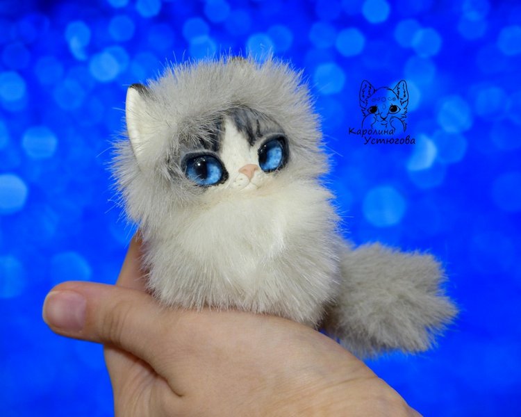 Котята Охос азулес. Чарующие глаза (фото 8)