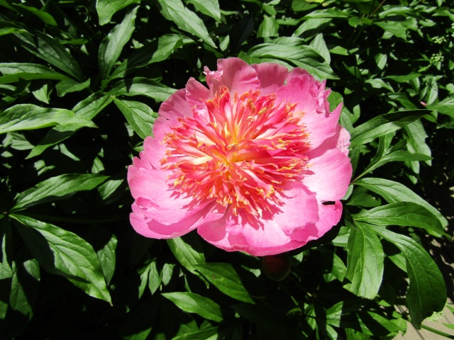 Тони Старк: приключения без брони. И снова Аптекарский огород | Бэйбики Тони Старк: приключения без брони. И снова Аптекарский огород