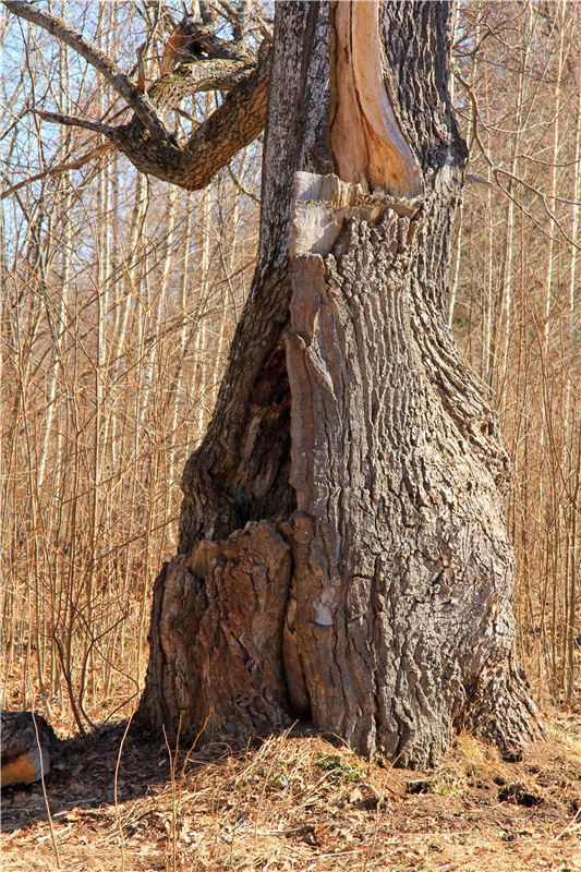 Апрельский день в Василёво, заключительная часть